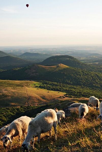 Les bergers des volcans, tableau moutons et volcans d’Auvergne