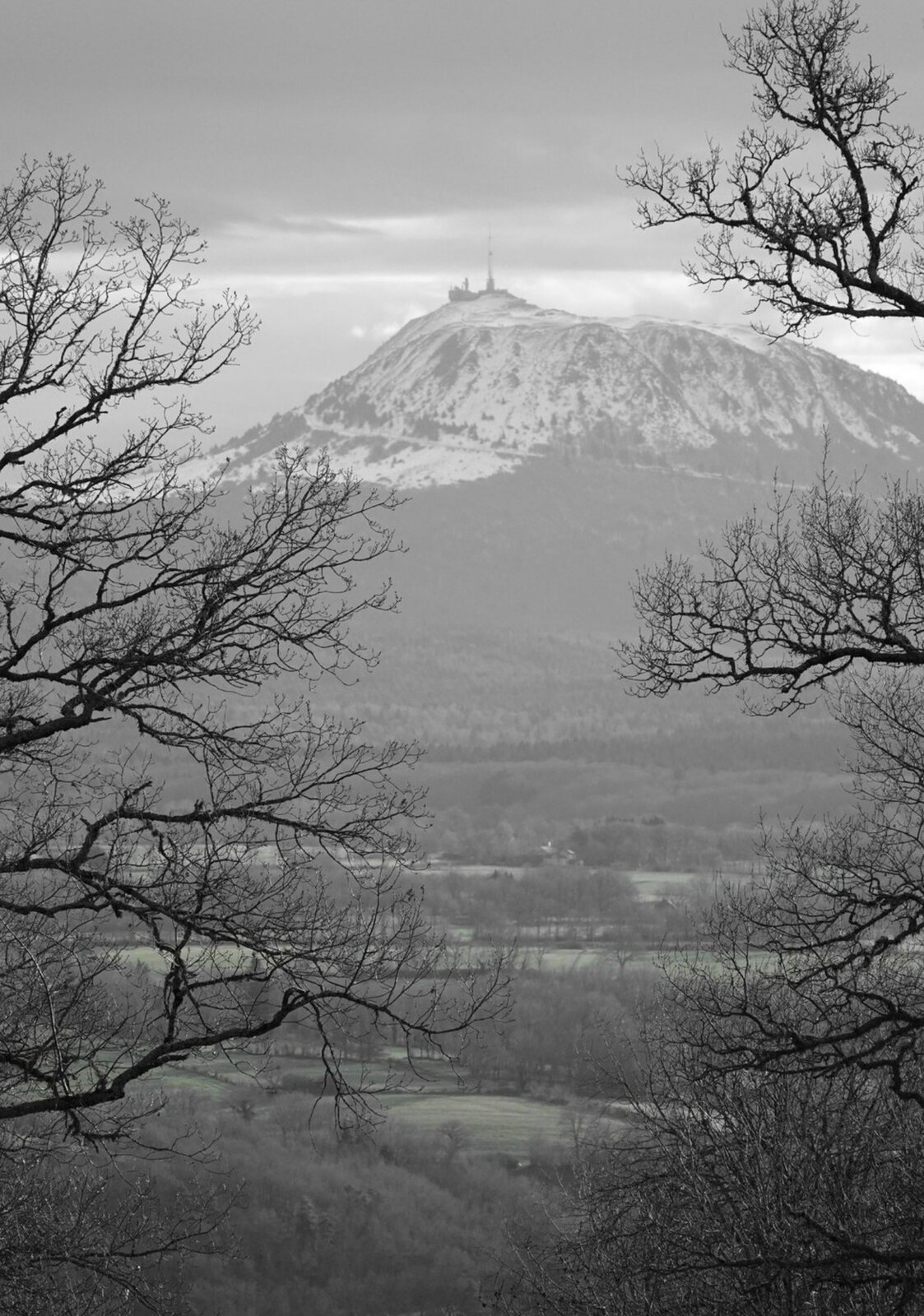 Le puy de Dôme entre les branches, tableau sur aluminium, aperçu dans un intérieur