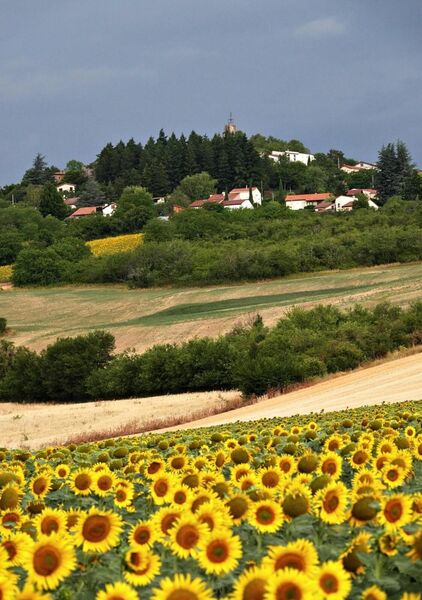 Au cœur des saisons, tableau champ de tournesols et village