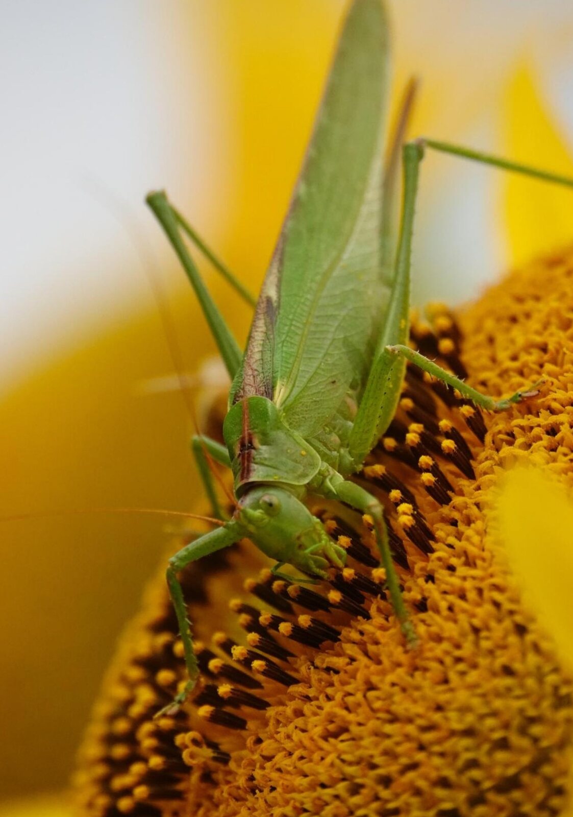 La nature à hauteur d’insecte, tableau sur aluminium, aperçu dans un intérieur
