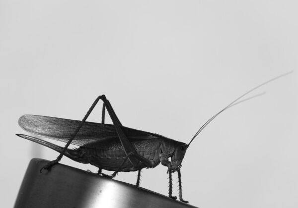 Présence, tableau sauterelle en noir et blanc