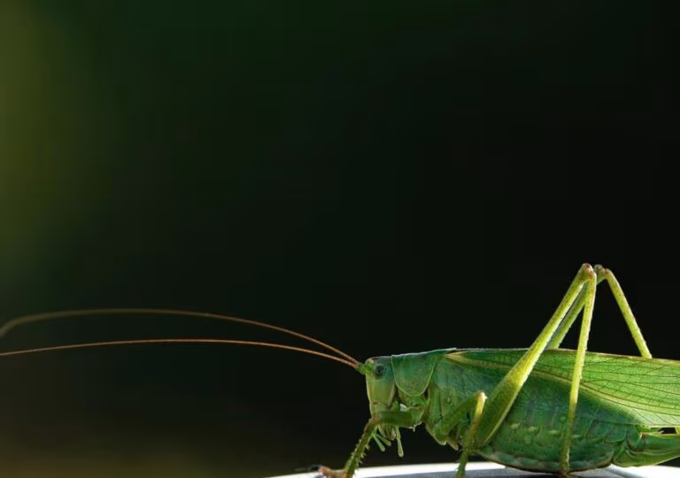 Sans eux pas de nous, tableau sauterelle verte sur fond noir, photographie de Fabrice Courtadon