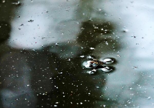 La navigatrice des miroirs, tableau gerris sur une flaque