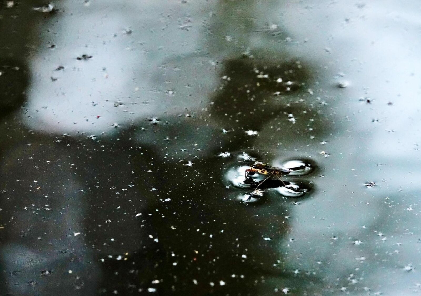 La navigatrice des miroirs, tableau sur aluminium, aperçu dans un intérieur