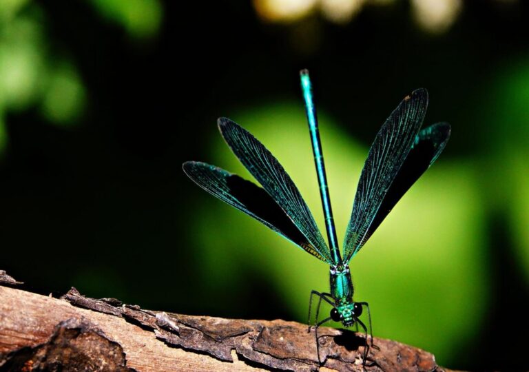 Le souffle des elfes, tableau demoiselle bleu-vert sur une branche, photographie de Fabrice Courtadon