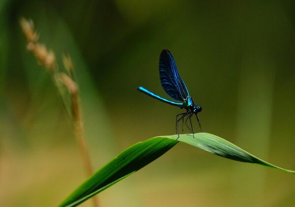 La demoiselle des eaux, tableau demoiselle bleue sur une herbe
