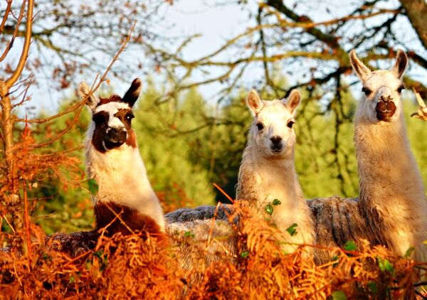 Trois lamas dans les fougères d’automne, tableau lamas dans les fougères