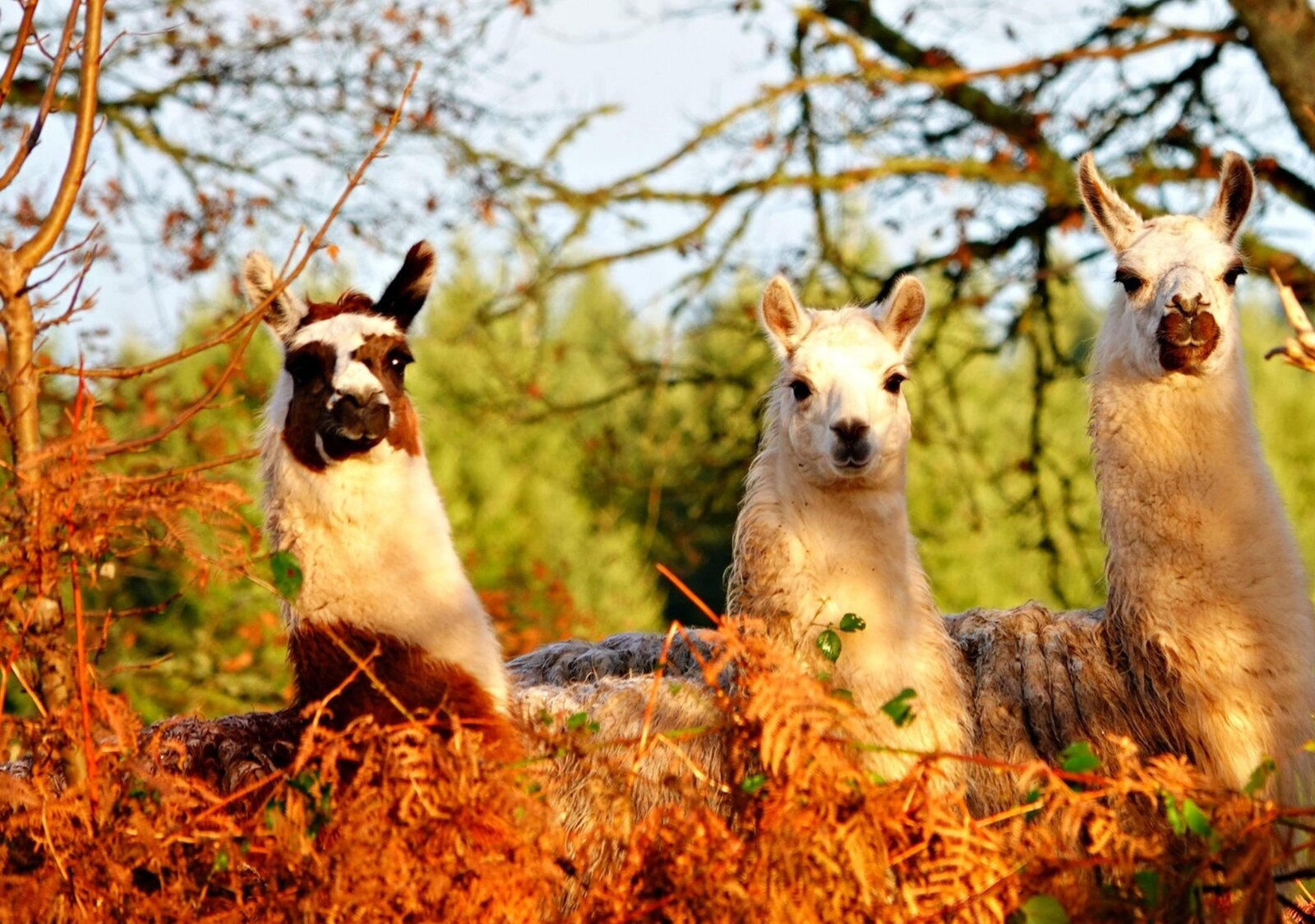 Trois lamas dans les fougères d’automne, tableau sur aluminium, aperçu dans un intérieur