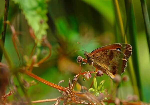 Il est né d’elle, tableau papillon brun dans les herbes