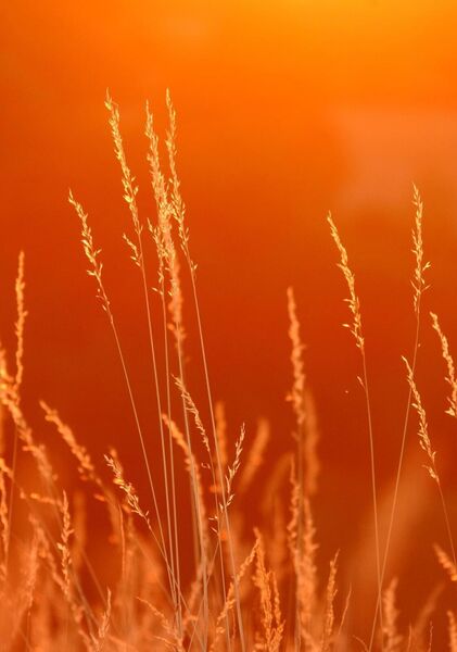 Quand le silence choisit une couleur, tableau herbes dorées en contre-jour