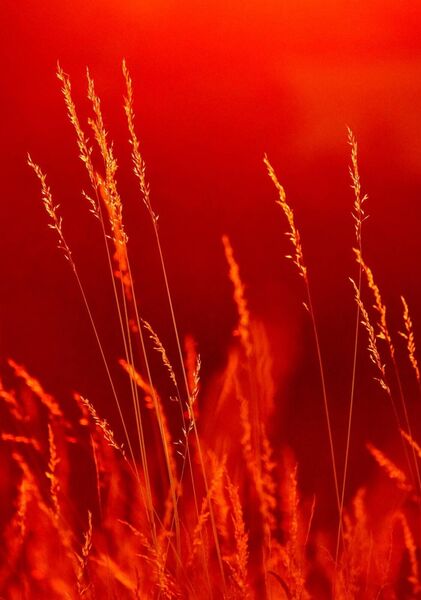 La nature joue une musique que seuls les sens peuvent entendre, tableau herbes rouges en contre-jour