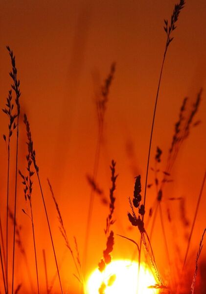 Incandescence, tableau graminées devant le soleil couchant
