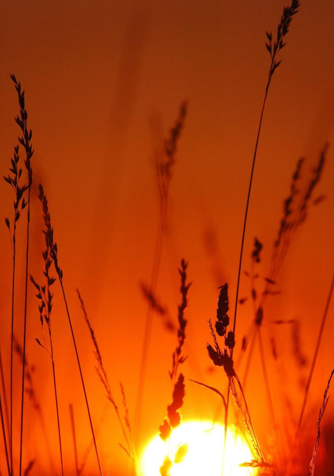Incandescence, tableau sur aluminium, aperçu dans un intérieur