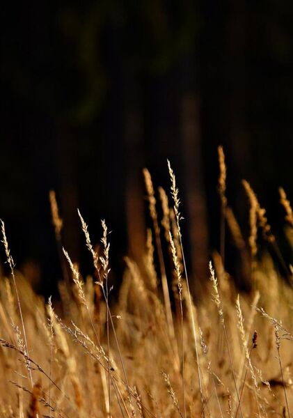 Lorsque la lumière rencontre son contraire, tableau herbes dorées sur fond sombre