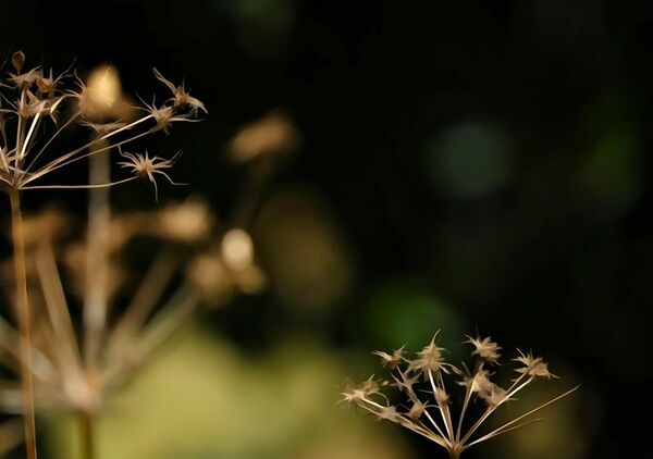 Le temps des métamorphoses, tableau ombelles séchées sur fond sombre