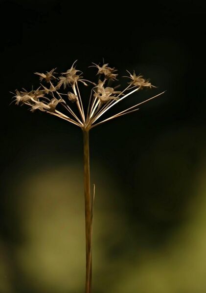 Hypothèse de lumière, tableau fleur séchée sur fond noir