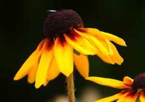 Les pétales du futur, tableau rudbeckia après la pluie Les pétales du futur, tableau rudbeckia après la pluie