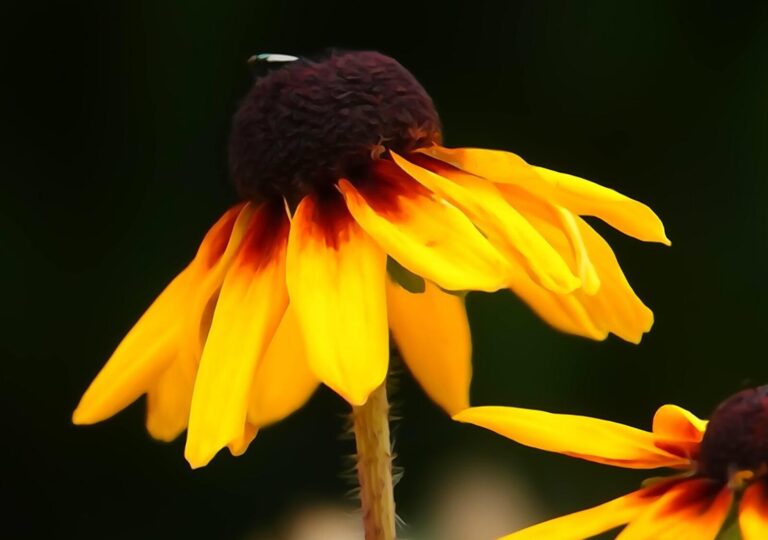 L’émotion devenue couleurs, tableau rudbeckia jaune sur fond noir, photographie de Fabrice Courtadon