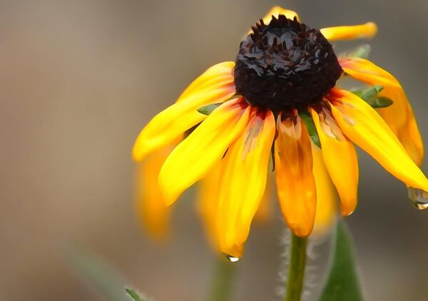 Les pétales du futur, tableau rudbeckia aux gouttes d’eau