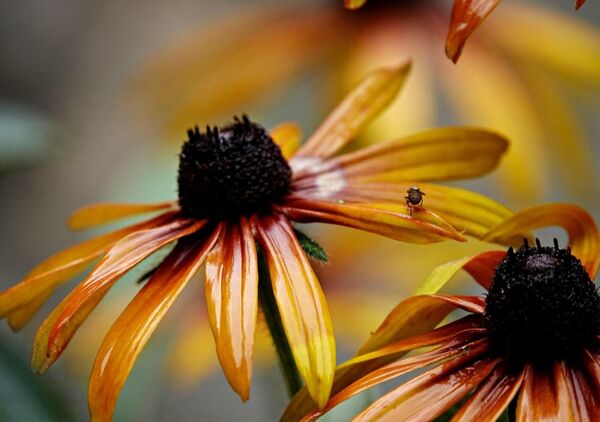 Le parfum invisible de la lumière, tableau rudbeckias orangées en gros plan