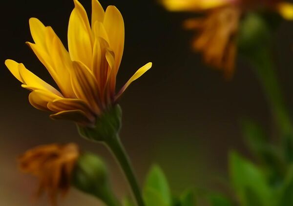 L’instant qui devient fleur, tableau fleur jaune en train d’éclore