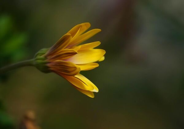 L’éveil du jaune, tableau bouton de fleur jaune de profil