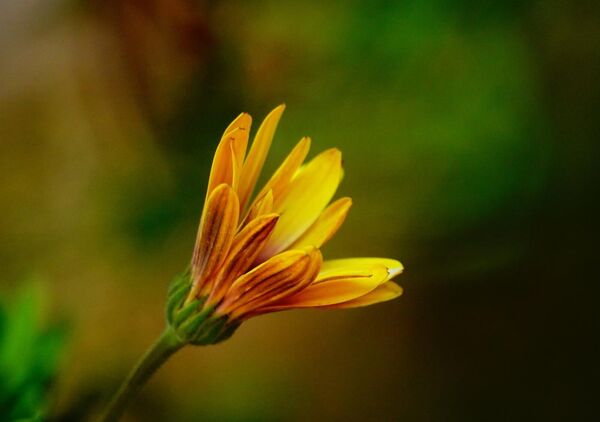 La signature du temps, tableau fleur jaune en gros plan