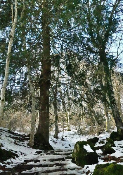 Sentier enneigé sous les conifères, tableau forêt d’Auvergne sous la neige