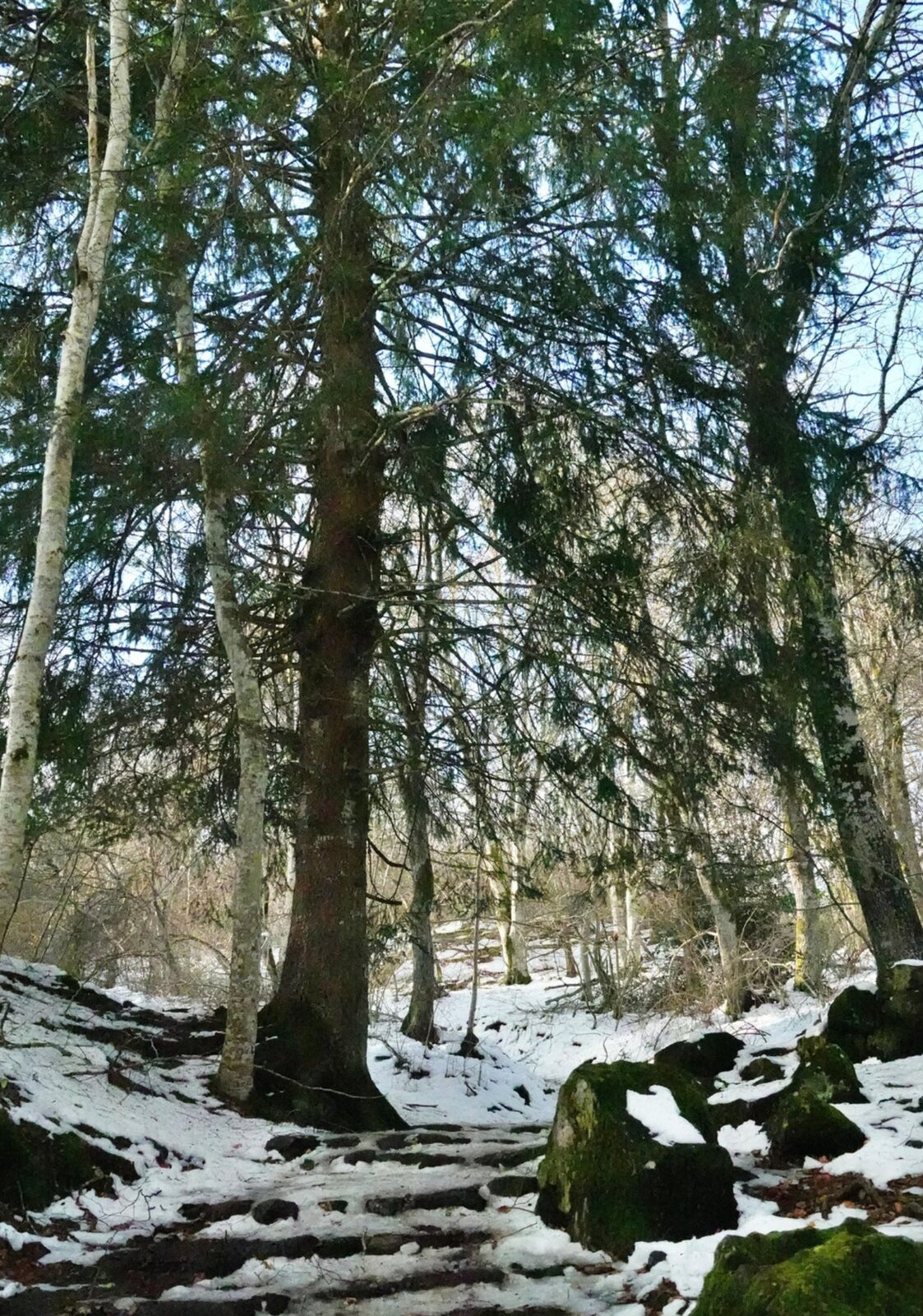 Sentier enneigé sous les conifères, tableau sur aluminium, aperçu dans un intérieur