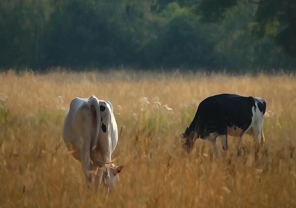 L’âme des campagnes auvergnates, tableau vaches dans une prairie dorée