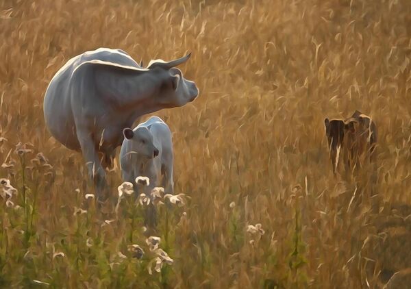 Le livre des prairies, tableau vache et son veau dans les herbes