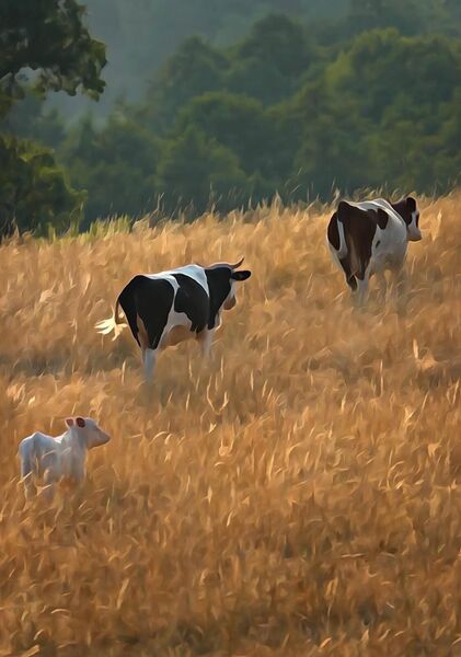 Aquarelle pastorale, tableau vaches dans un champ doré