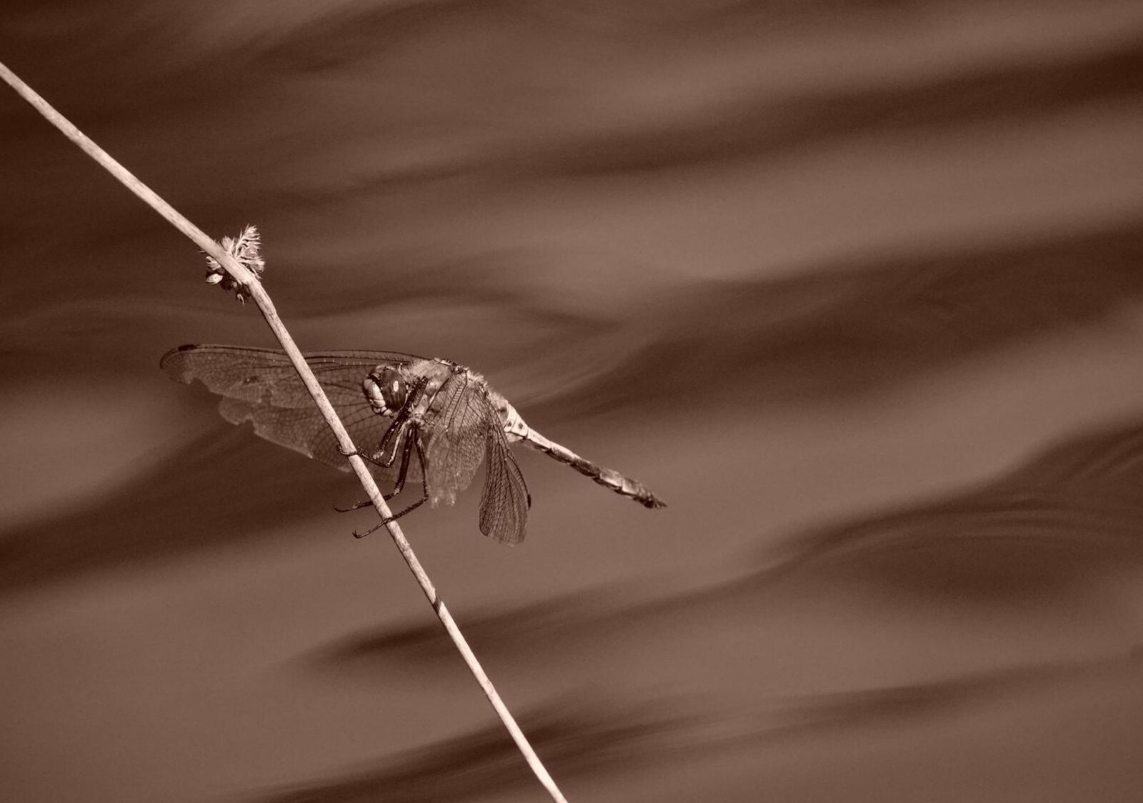 Elle vit près de l’eau. L’eau, elle disparaît…, tableau sur aluminium, aperçu dans un intérieur