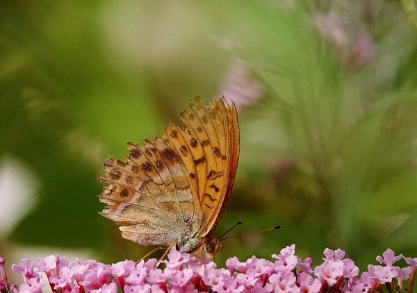 Pas là pour la photo, tableau papillon orangé sur fleurs roses