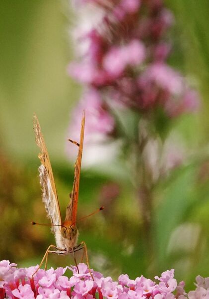 Butinage, tableau papillon de face sur fleurs roses