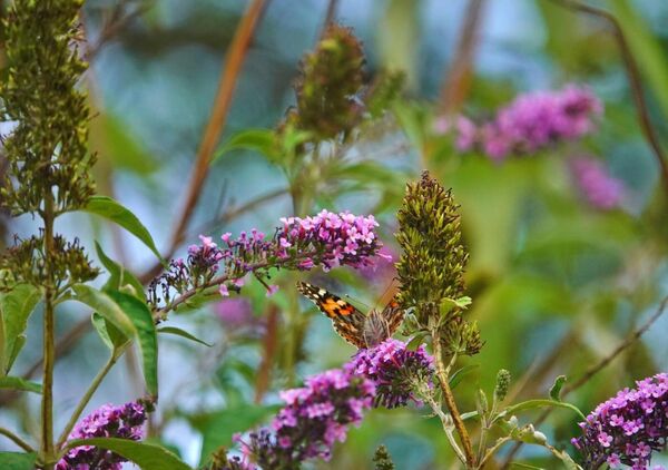 Il est arrivé sans bruit, reparti sans un mot, tableau papillon sur un buddleia