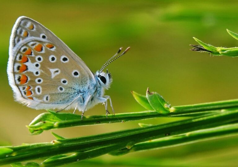 Le petit azuré, tableau papillon azuré sur une tige, photographie de Fabrice Courtadon