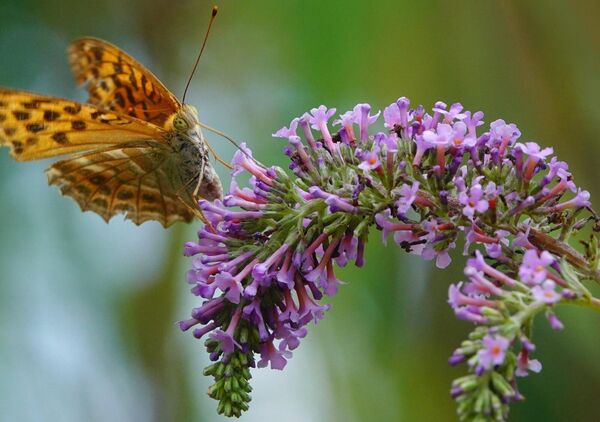Papillon orangé sur une grappe mauve, tableau papillon orangé sur fleurs mauves