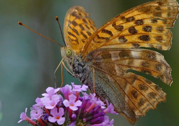 Grand format d’un petit être, tableau papillon orangé en gros plan