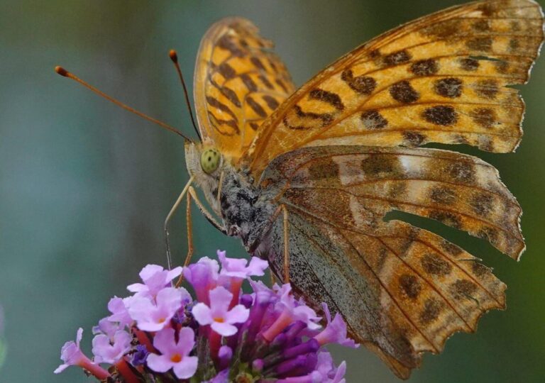 Grand format d’un petit être, tableau papillon orangé en gros plan, photographie de Fabrice Courtadon