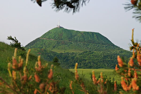 Le puy de Dôme entre les branches de pin, tableau puy de Dôme encadré de pins