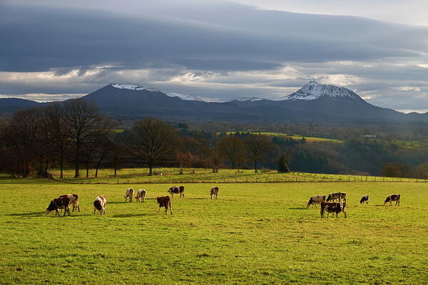 Vaches au pied des sommets enneigés, tableau vaches devant les monts enneigés