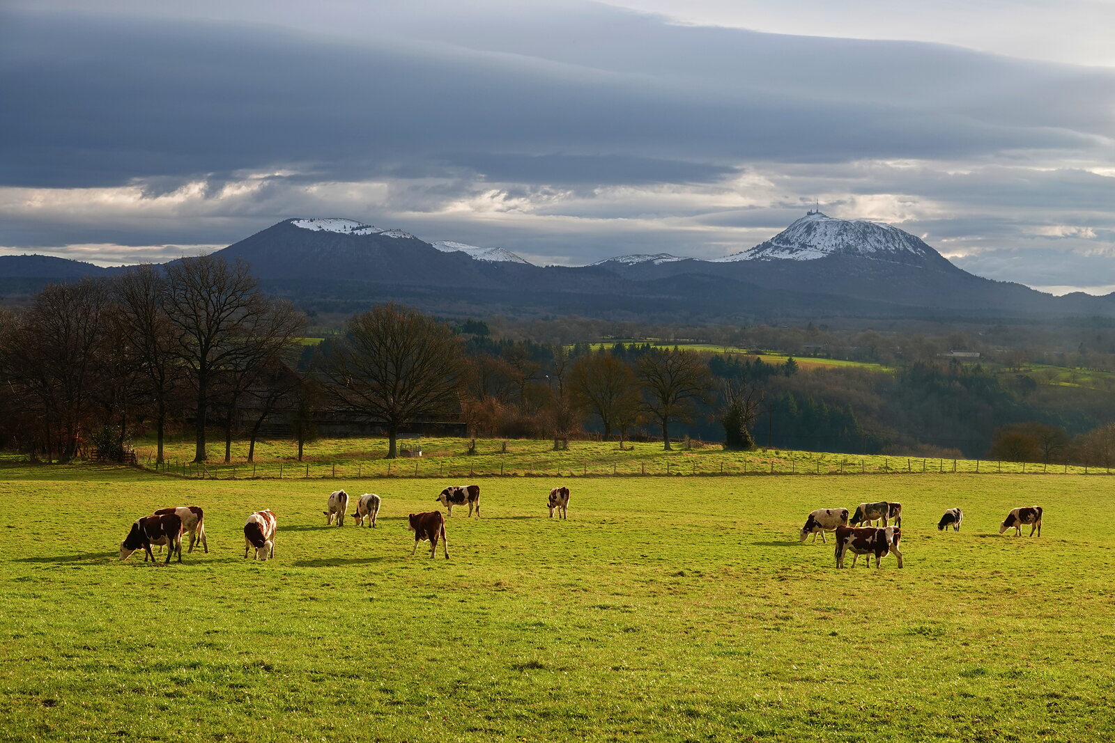 Vaches au pied des sommets enneigés, photographie sur toile ou en affiche encadrée, aperçu dans un intérieur
