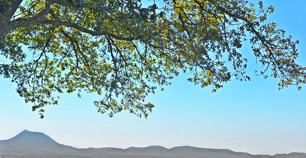 Ramure au-dessus des monts bleutés, tableau branches feuillues sur ciel bleu