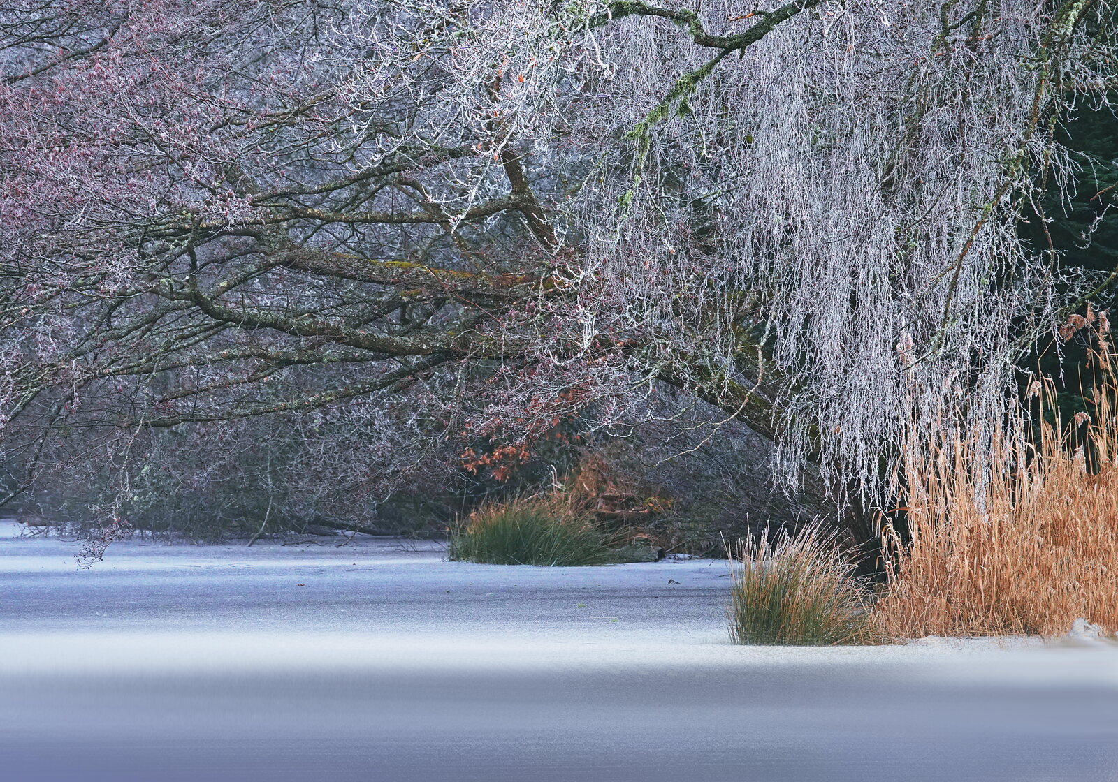 L’étang du Thyx sous le givre, photographie sur toile ou en affiche encadrée, aperçu dans un intérieur
