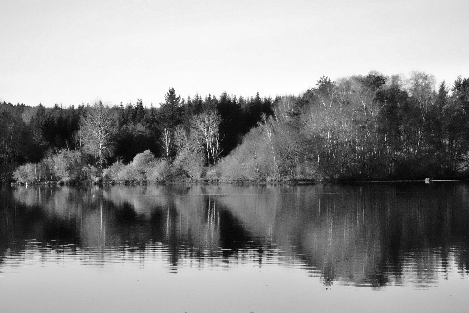 Forêt et reflets sur le lac en noir et blanc, photographie sur toile ou en affiche encadrée, aperçu dans un intérieur
