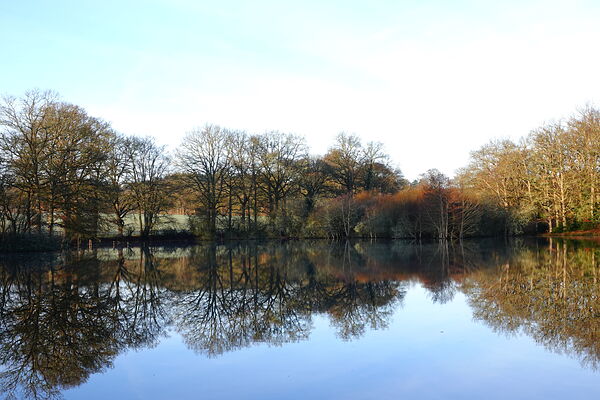 Le miroir de l’étang sous un ciel laiteux, tableau reflet d’arbres dans un étang