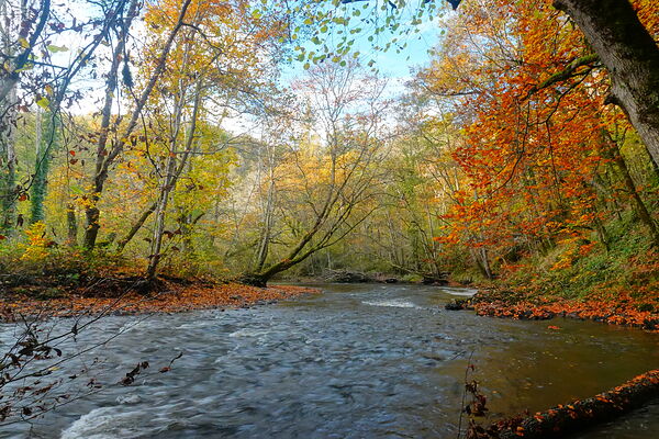 La rivière sous les arbres d’automne, tableau rivière et arbres dorés en automne