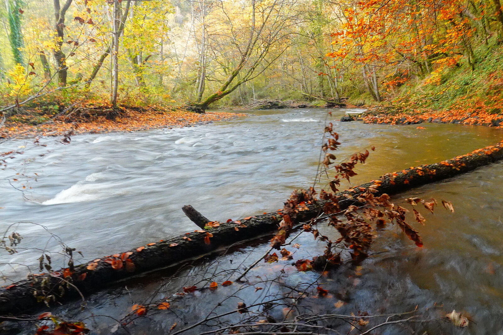 Tronc couché au bord de la rivière d’automne, photographie sur toile ou en affiche encadrée, aperçu dans un intérieur