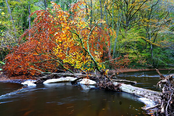 Arbre couché sur la rivière en automne, tableau arbre tombé dans une rivière